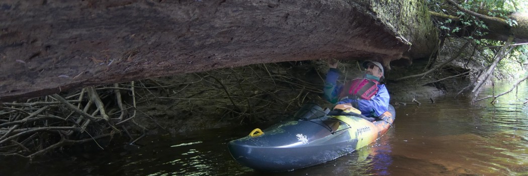 Kayaking Elwha, Ozette, Freshwater Bay, Salt Creek, Dungeness