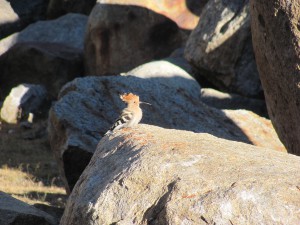 Bird in Spiti Valley