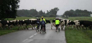 Cow crossing halts progress!