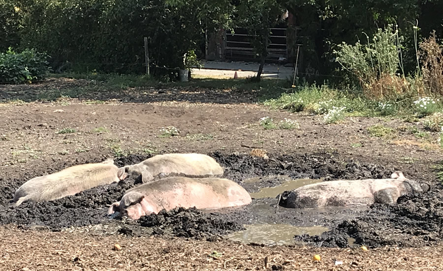 Lochside Trail pigs in mud