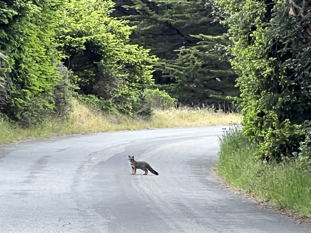 Fox at Gualala SP wet!