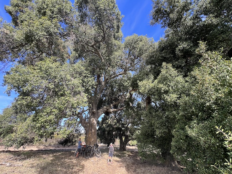 Pinion oak grove