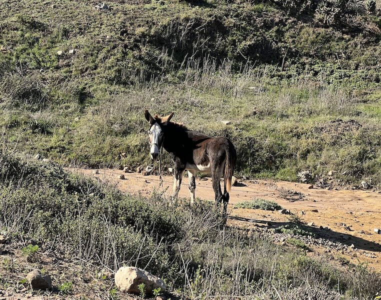 Lonely donkey