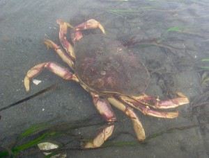 Huge crabs  