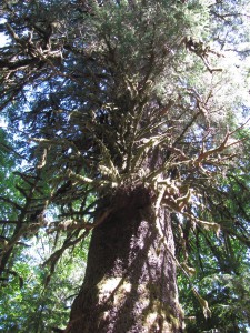 Harris Creek Sitka Spruce    